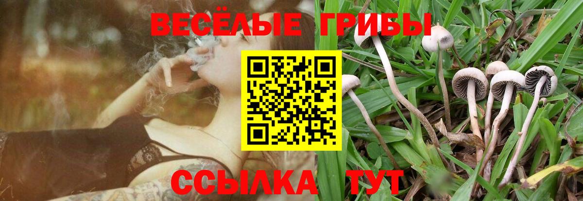 Псилоцибиновые грибы Cubensis Сарапул